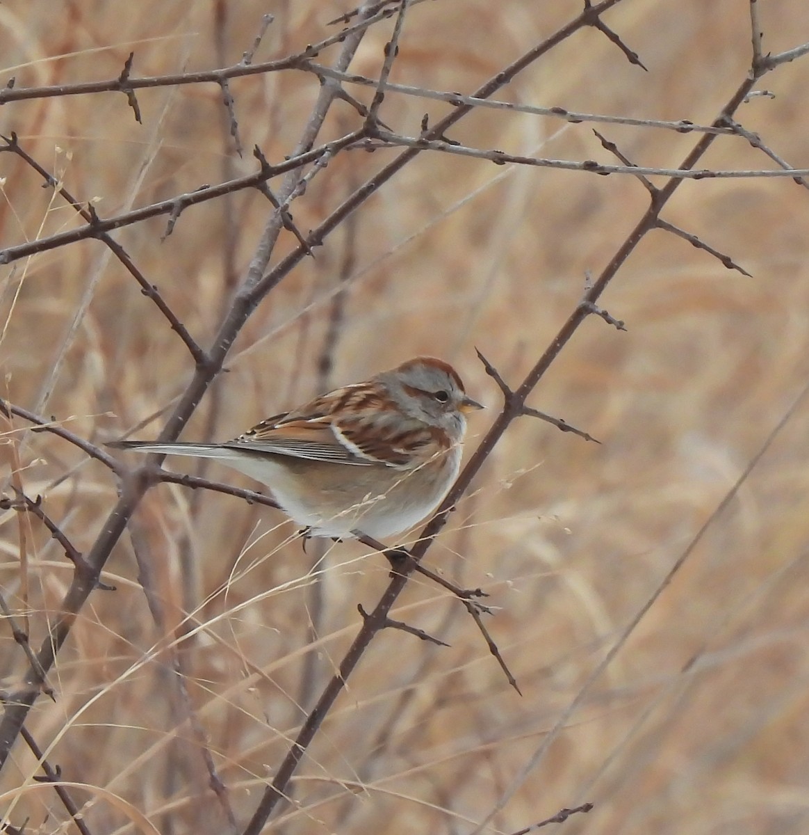 American Tree Sparrow - ML646479392