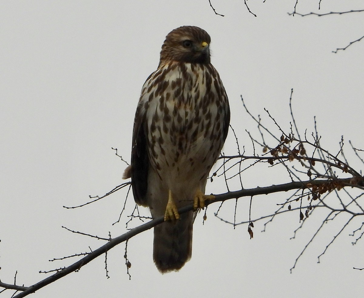 jestřáb americký - ML646479402