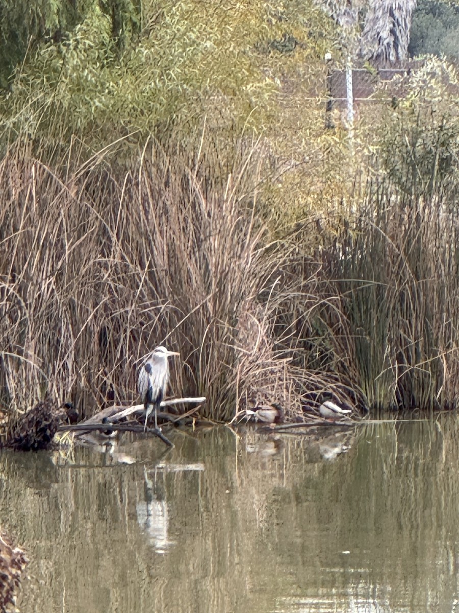 Great Blue Heron - ML646479423
