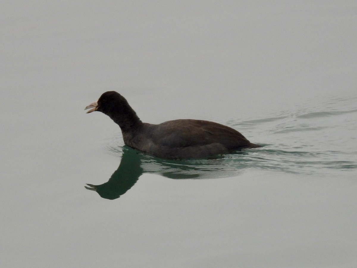 American Coot - ML646479428