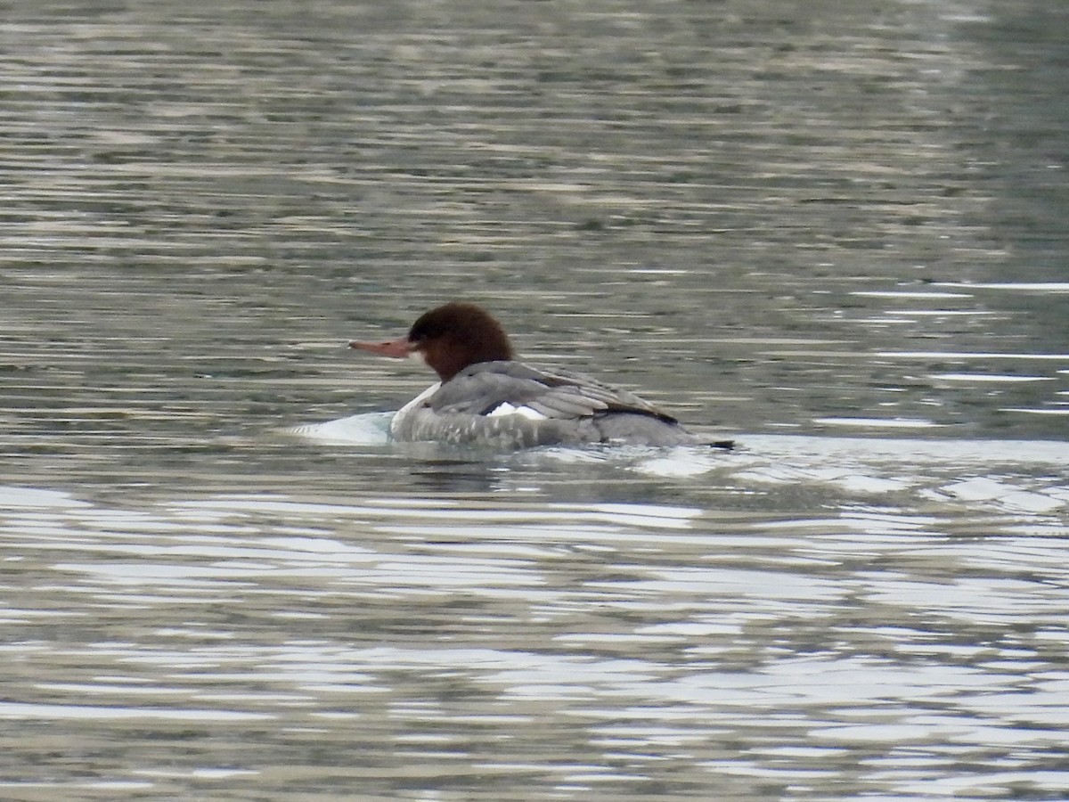 Common Merganser - ML646479431