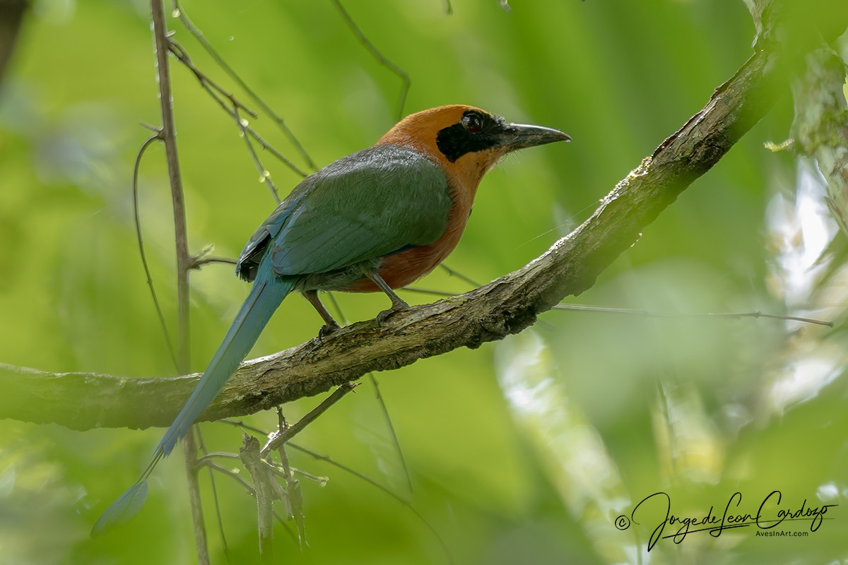 Rufous Motmot - ML646479434