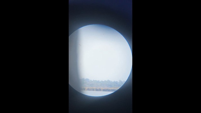 Black-legged Kittiwake - ML646479443