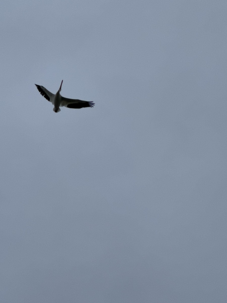 American White Pelican - ML646479449