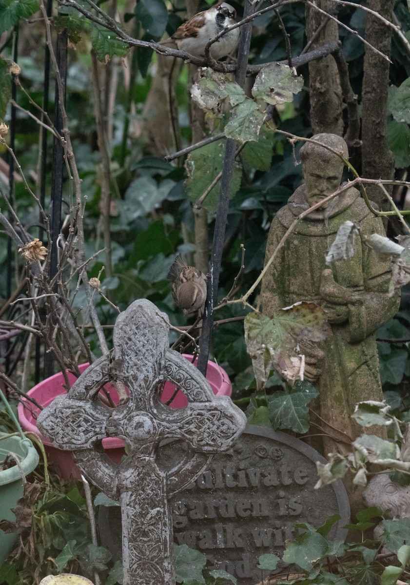 House Sparrow - ML646479450