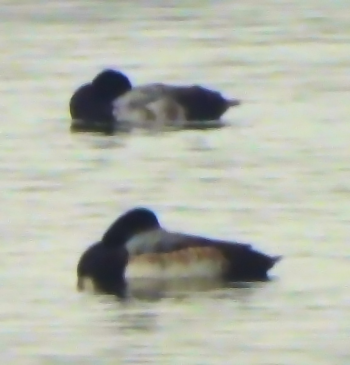 bergand - ML646479457