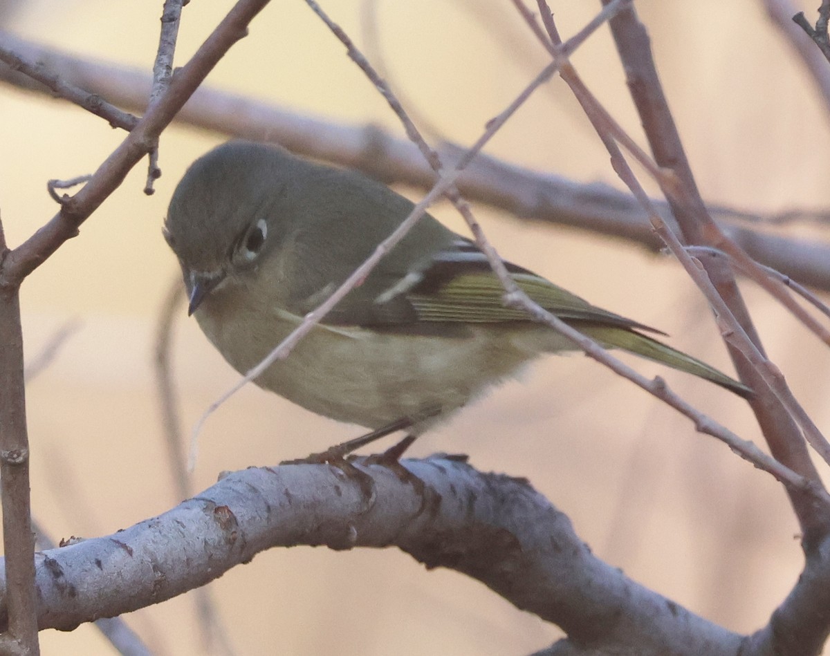 Ruby-crowned Kinglet - ML646479467