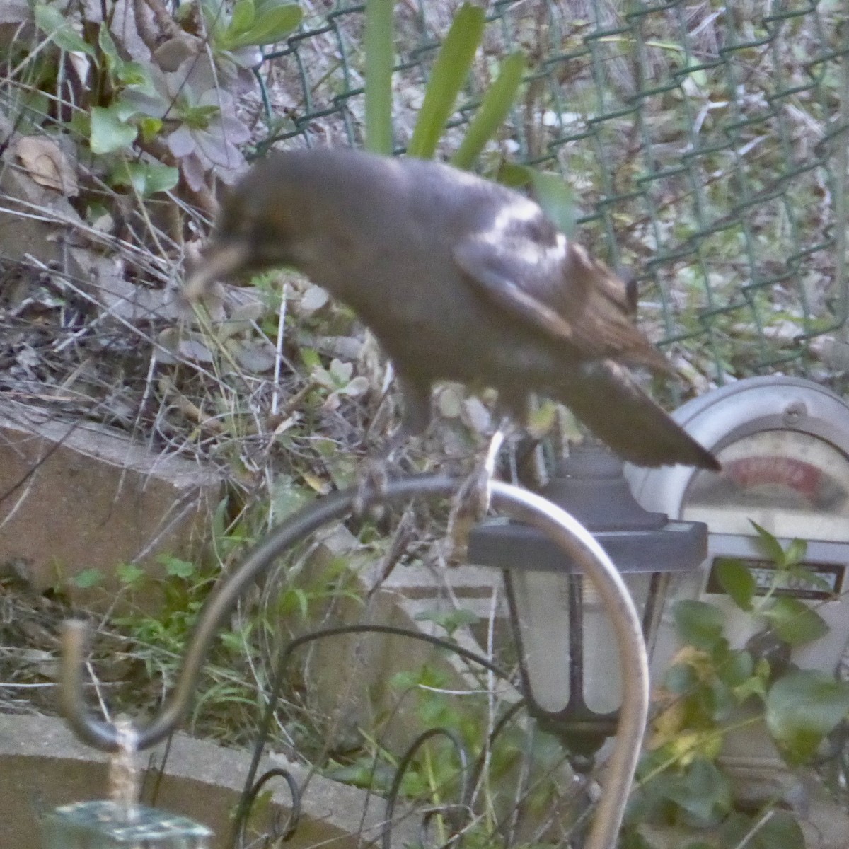 vrána americká - ML646479473