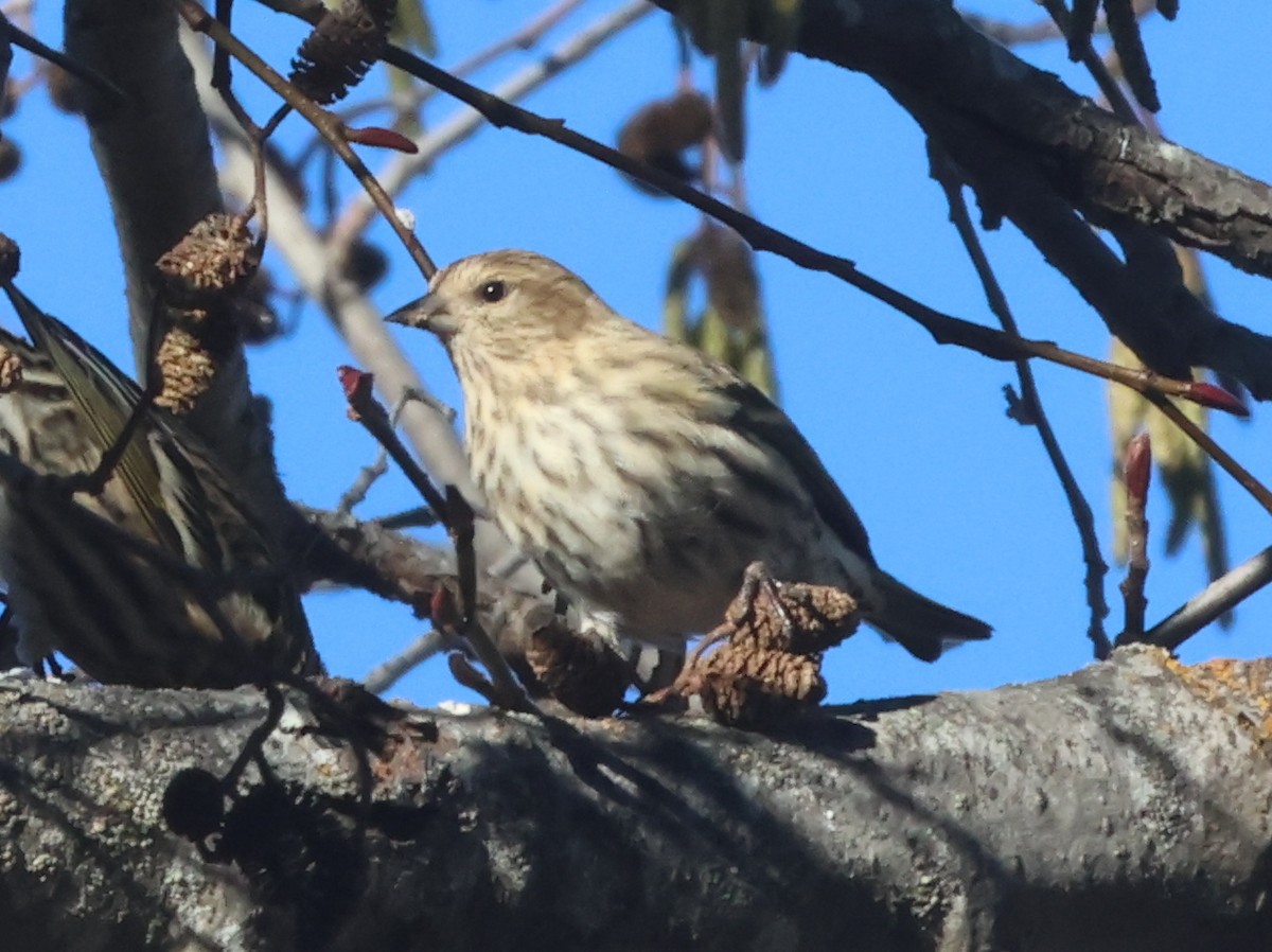Pine Siskin - ML646479482
