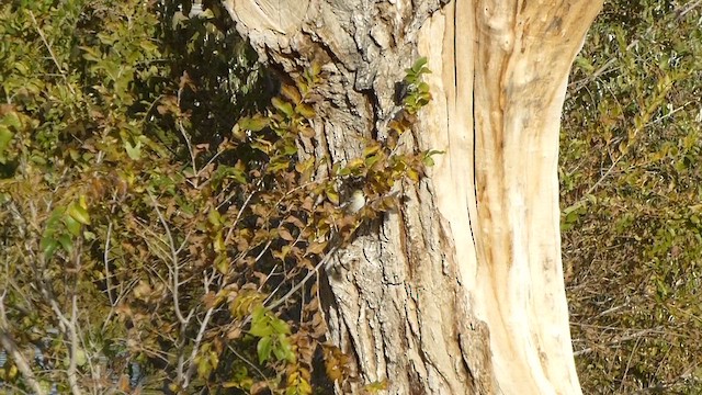 Bay-breasted Warbler - ML646479487