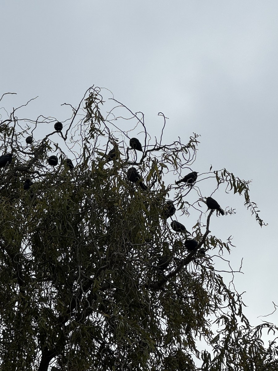 Brewer's Blackbird - ML646479488