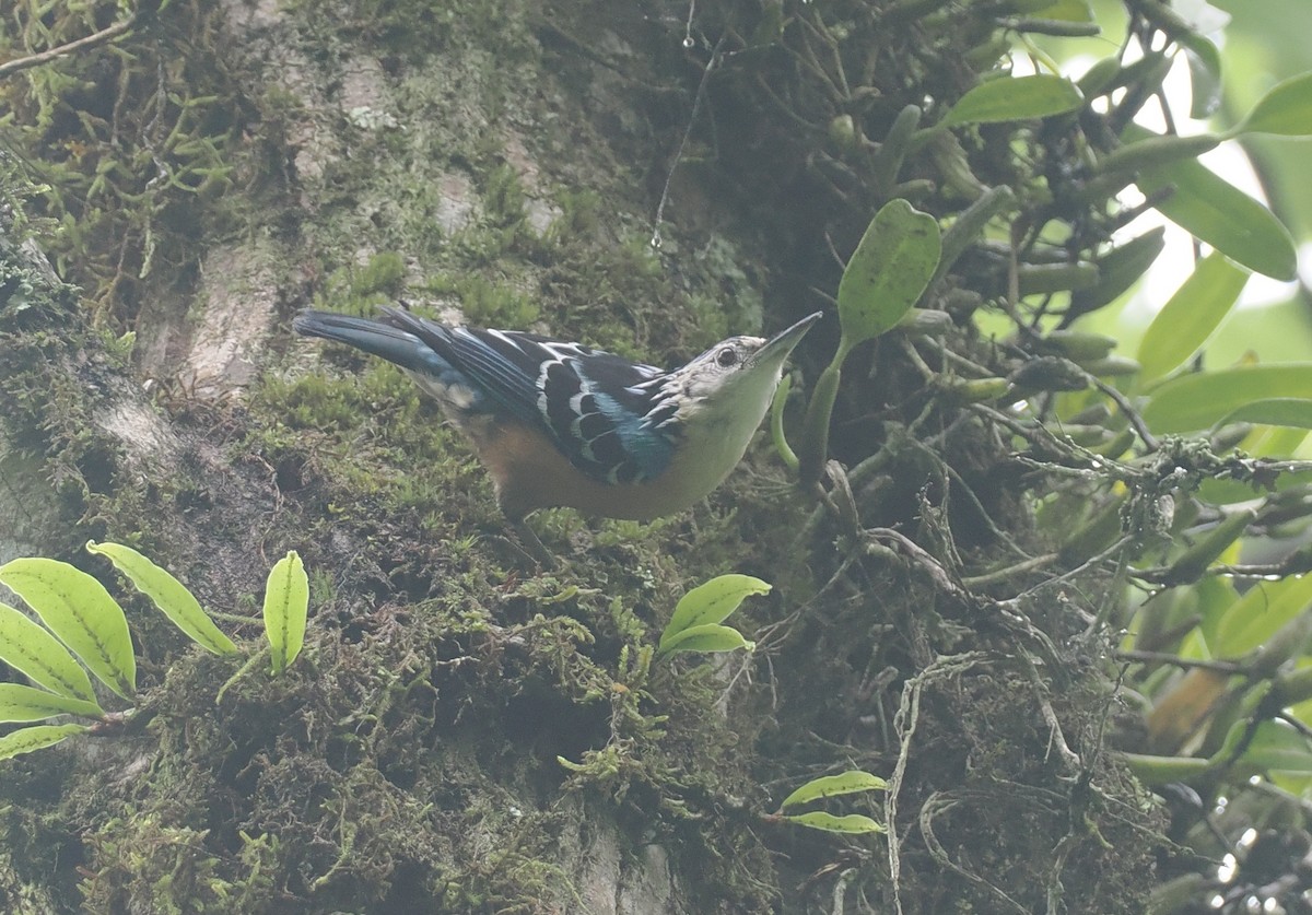 Beautiful Nuthatch - ML646479494