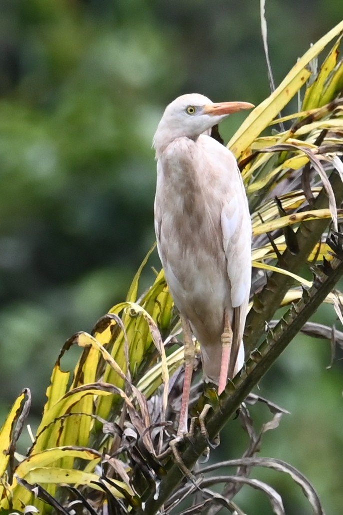 volavka rusohlavá - ML646479496