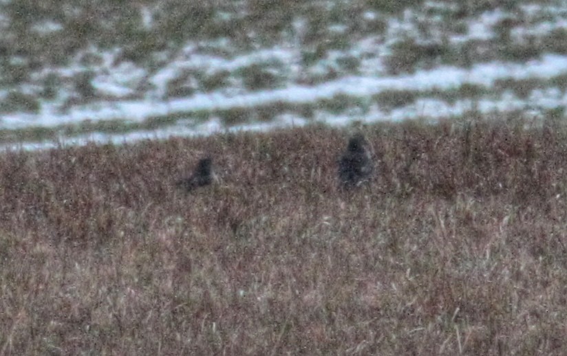 短耳鴞 - ML646479507