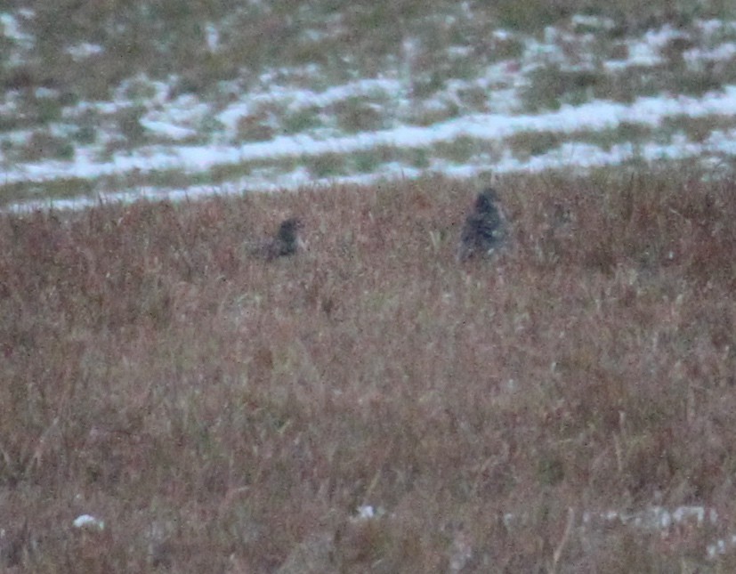 短耳鴞 - ML646479508