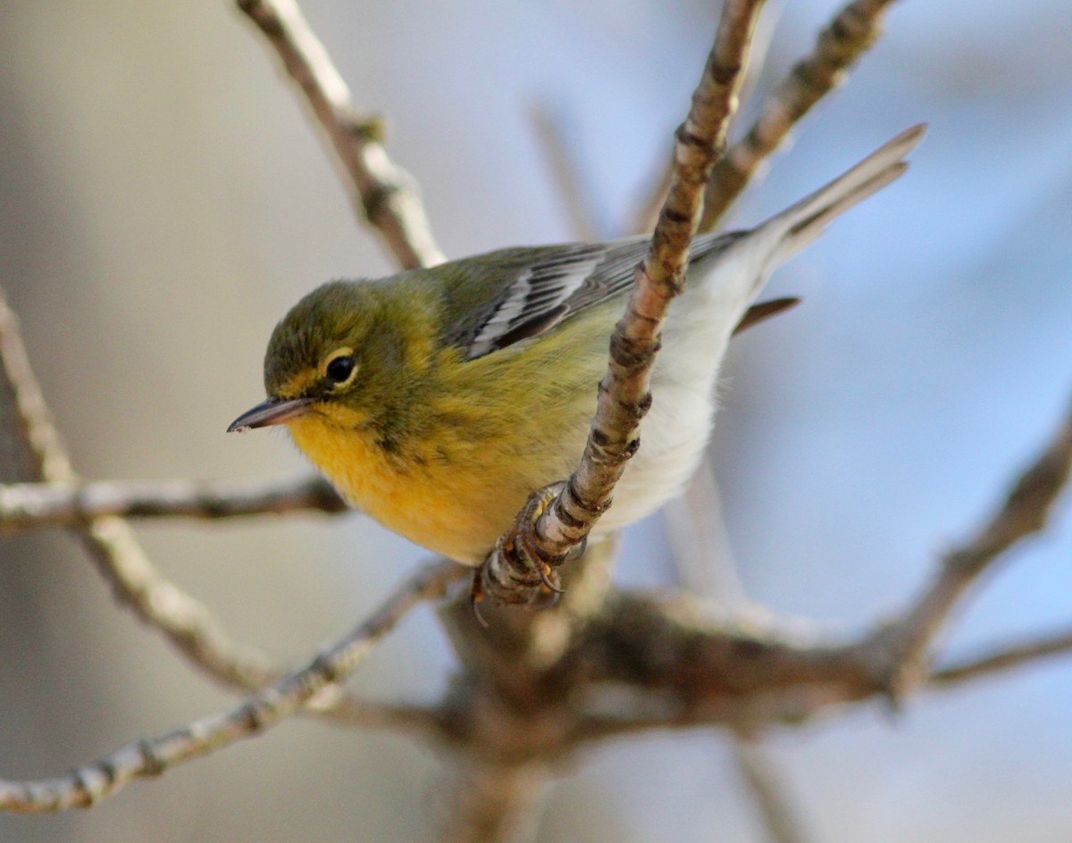 Pine Warbler - ML646479513