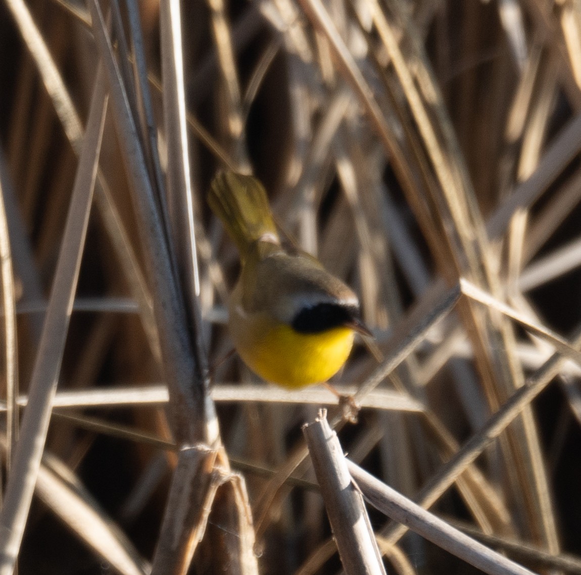 Common Yellowthroat - ML646479515