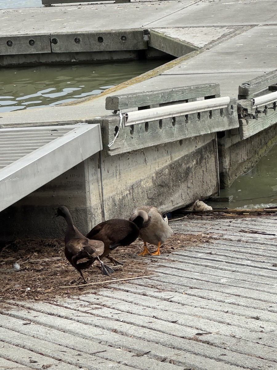 duck sp. - ML646479531