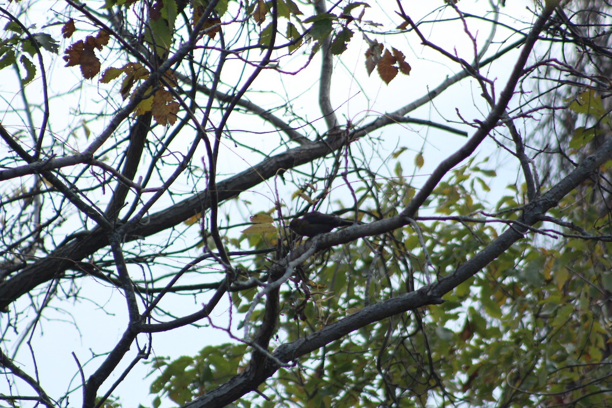 Rusty Blackbird - ML646479532