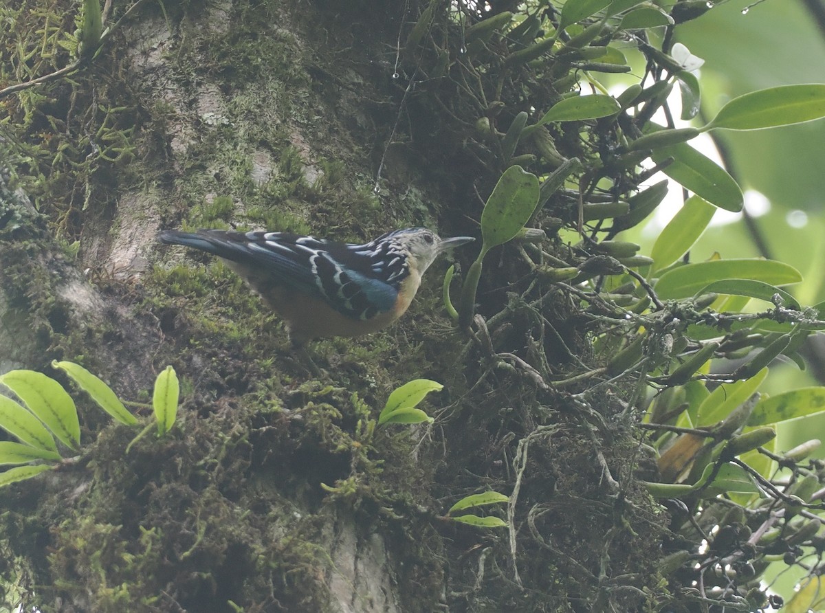 Beautiful Nuthatch - ML646479535