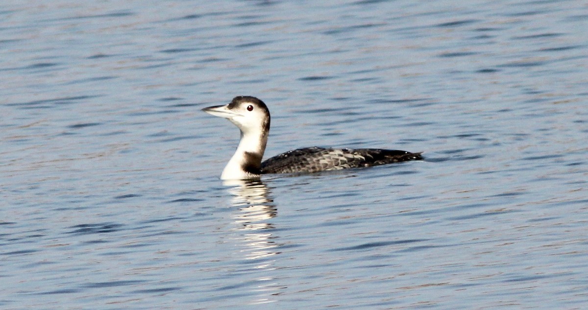 Common Loon - ML646479546