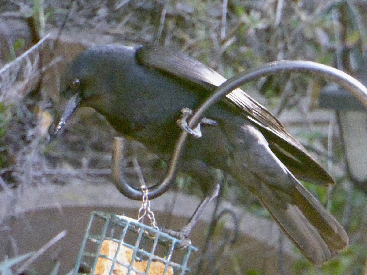 vrána americká - ML646479547