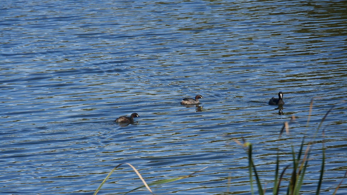 Australasian Grebe - ML646479548