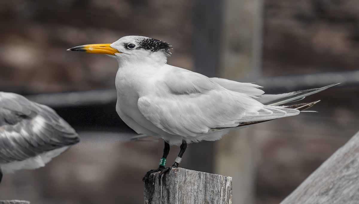 rybák čínský - ML646479549