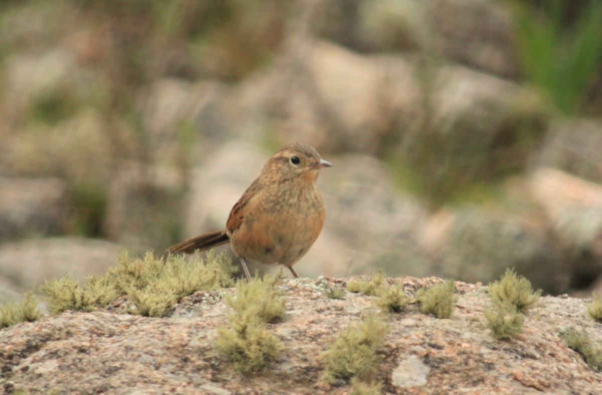 Streak-backed Canastero (Puna) - ML646479559