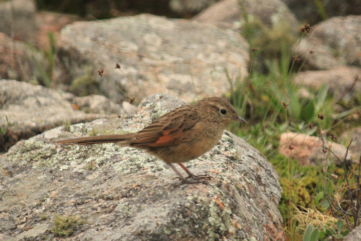 Streak-backed Canastero (Puna) - ML646479560