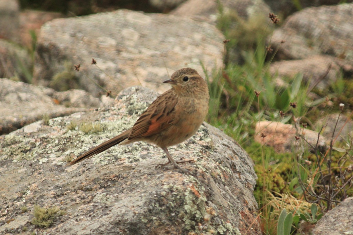 Streak-backed Canastero (Puna) - ML646479561