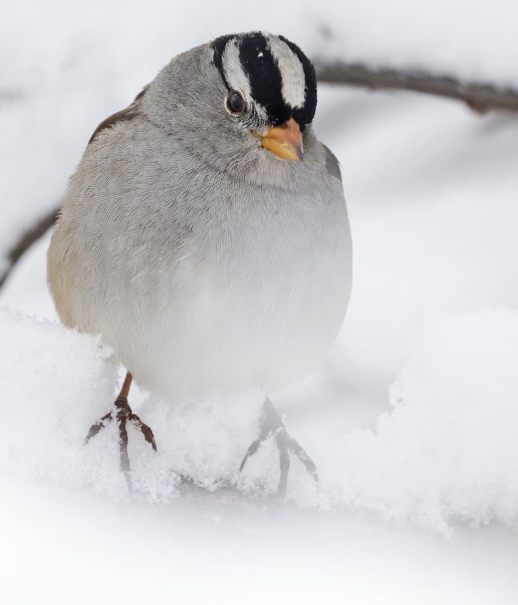 strnadec bělopásý (ssp. gambelii) - ML646479562