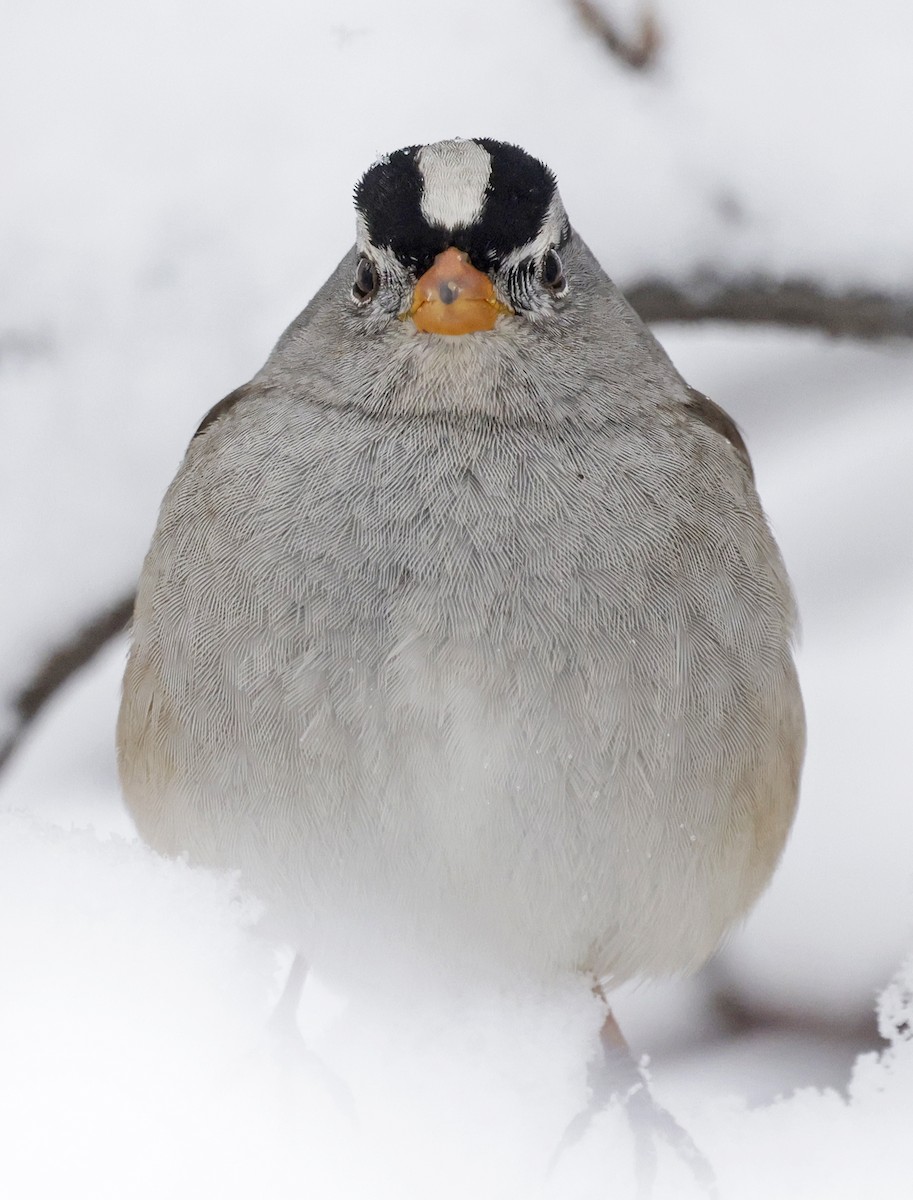 strnadec bělopásý (ssp. gambelii) - ML646479563