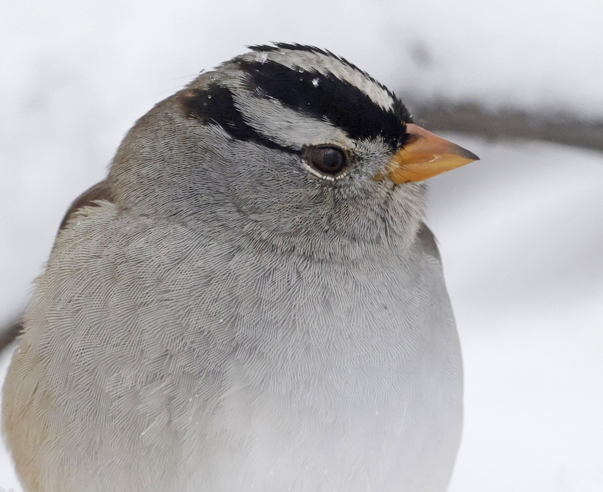 strnadec bělopásý (ssp. gambelii) - ML646479564