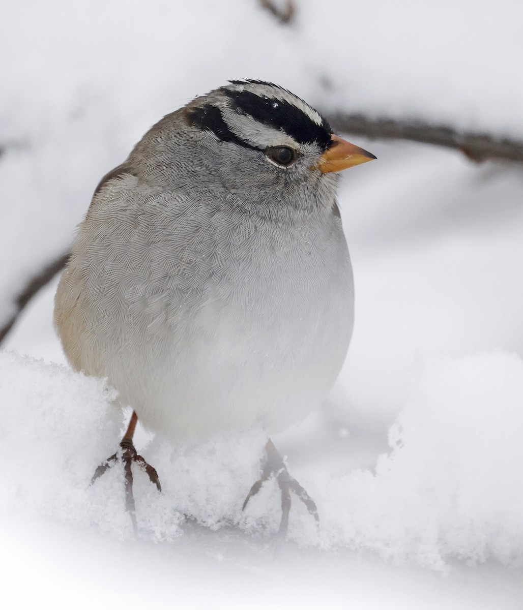 strnadec bělopásý (ssp. gambelii) - ML646479565