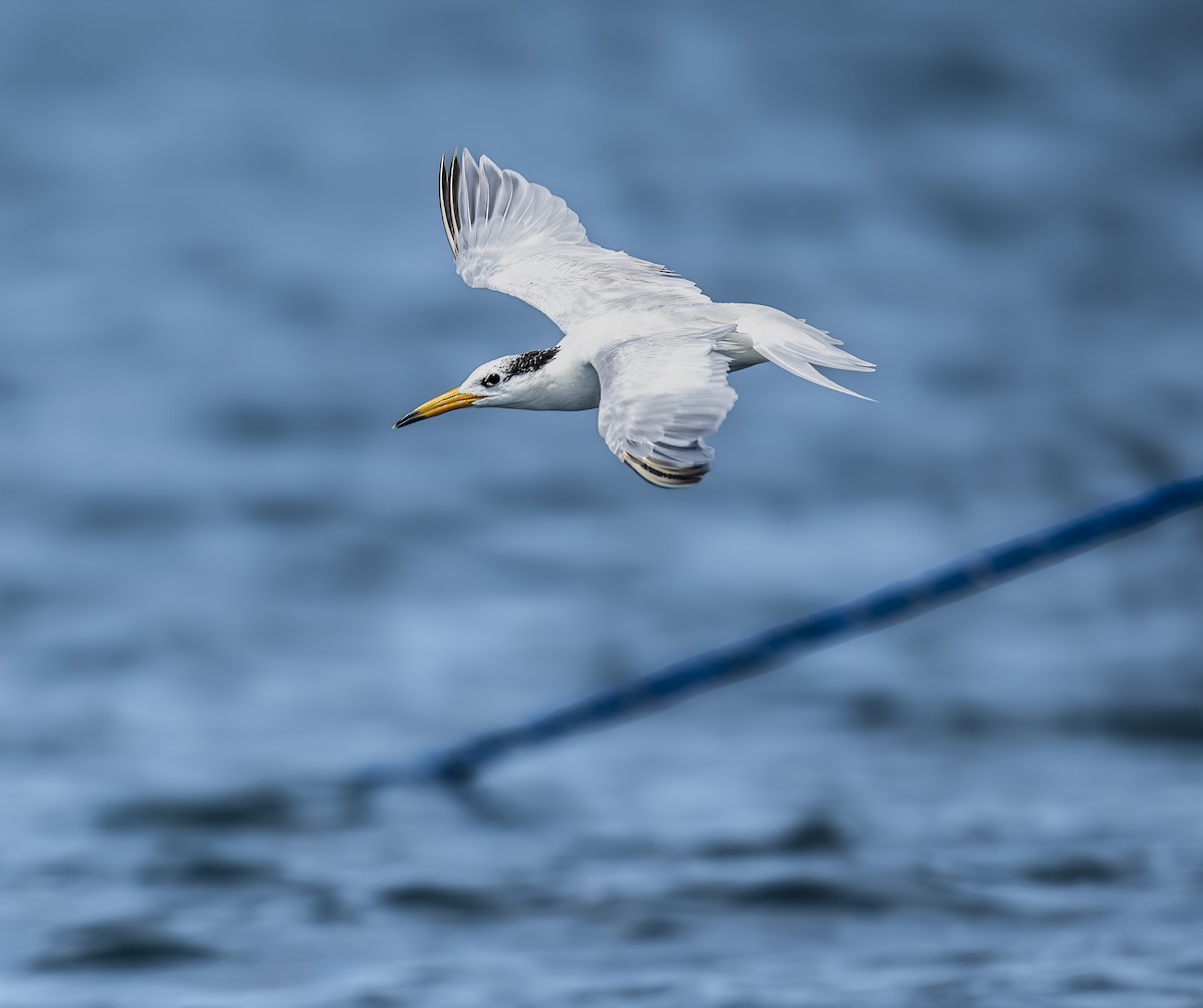 rybák čínský - ML646479569