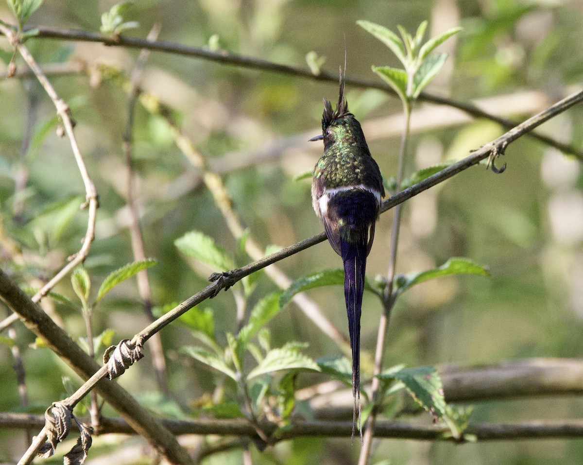 Tepeli Telkuyruk - ML646479571