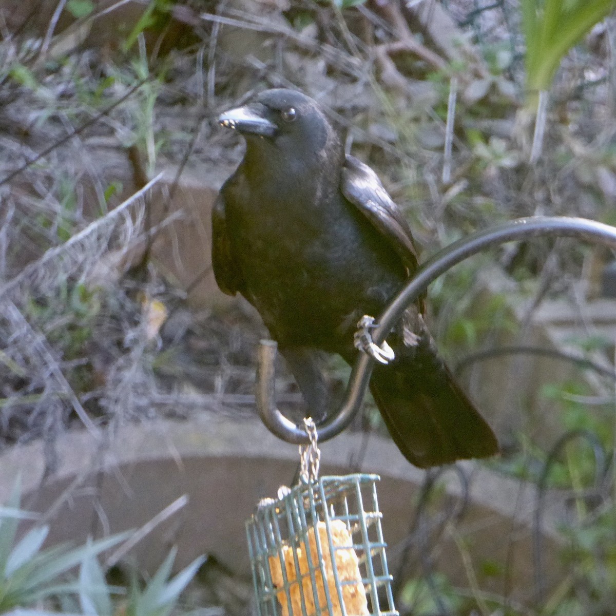 vrána americká - ML646479572