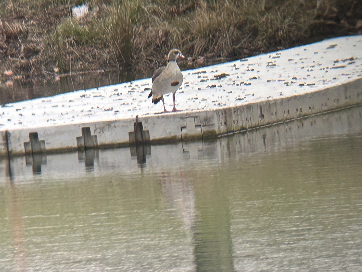 Egyptian Goose - ML646479575