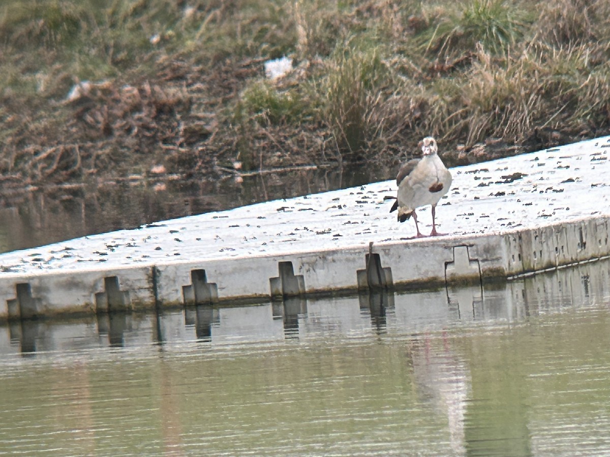 Egyptian Goose - ML646479576