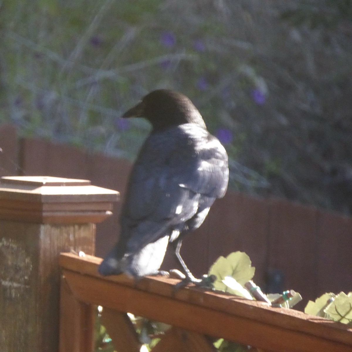 vrána americká - ML646479582