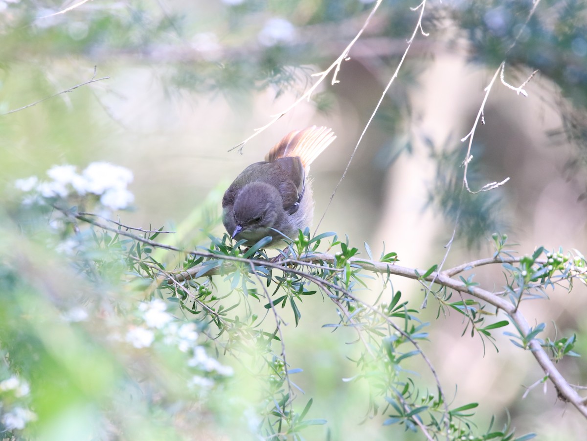 White-browed Scrubwren - ML646479596