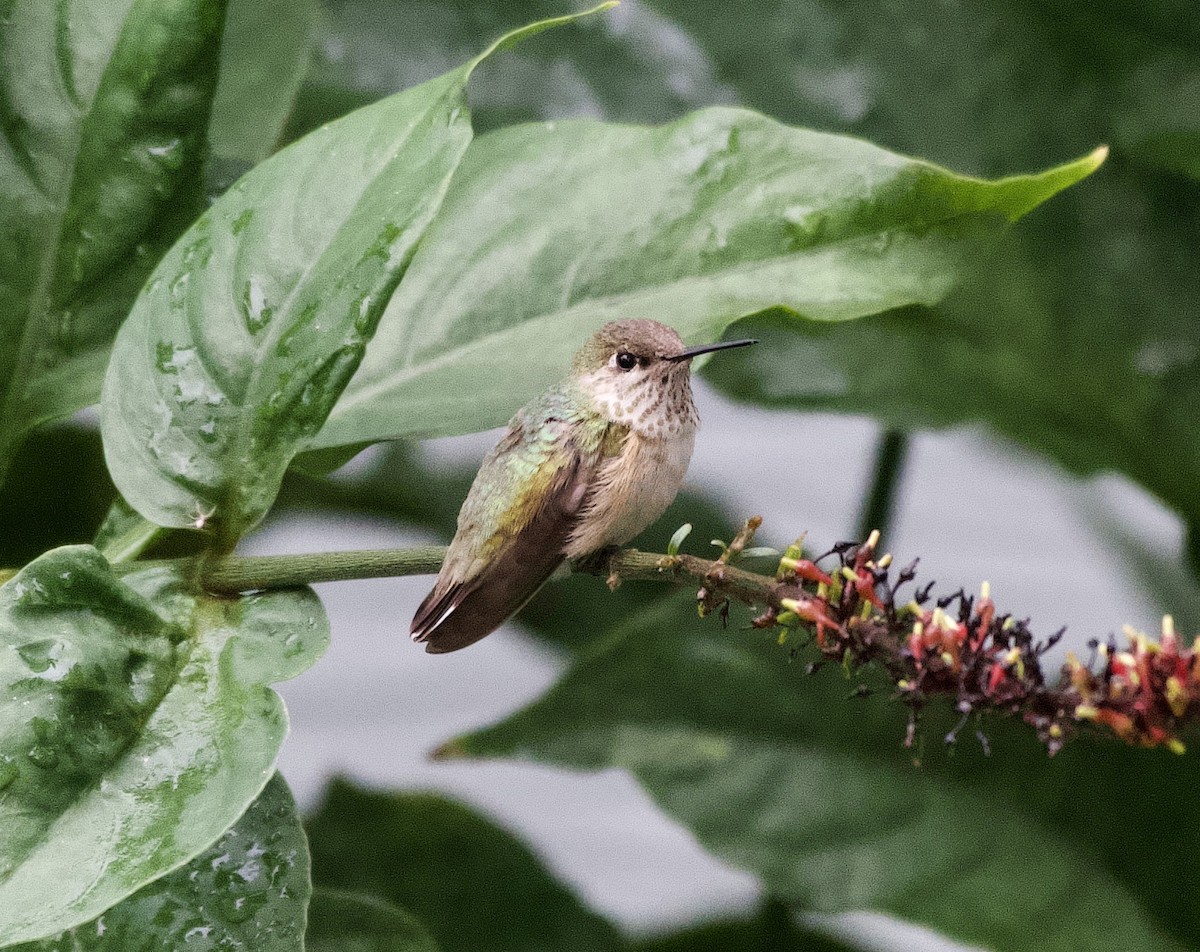Calliope Hummingbird - ML646479603