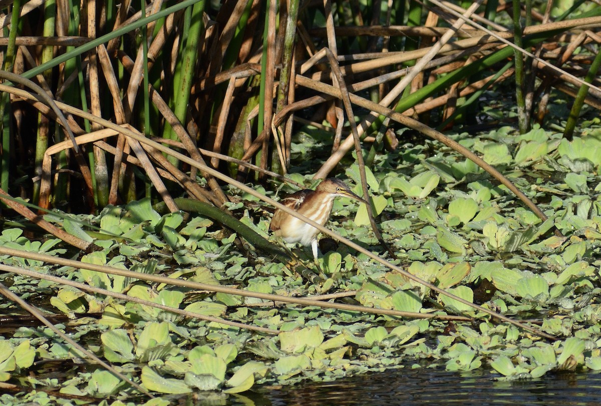 Least Bittern - ML646479604