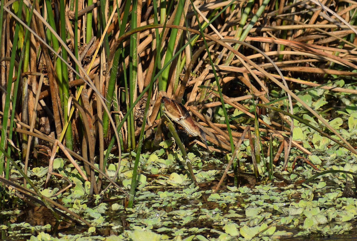 Least Bittern - ML646479605