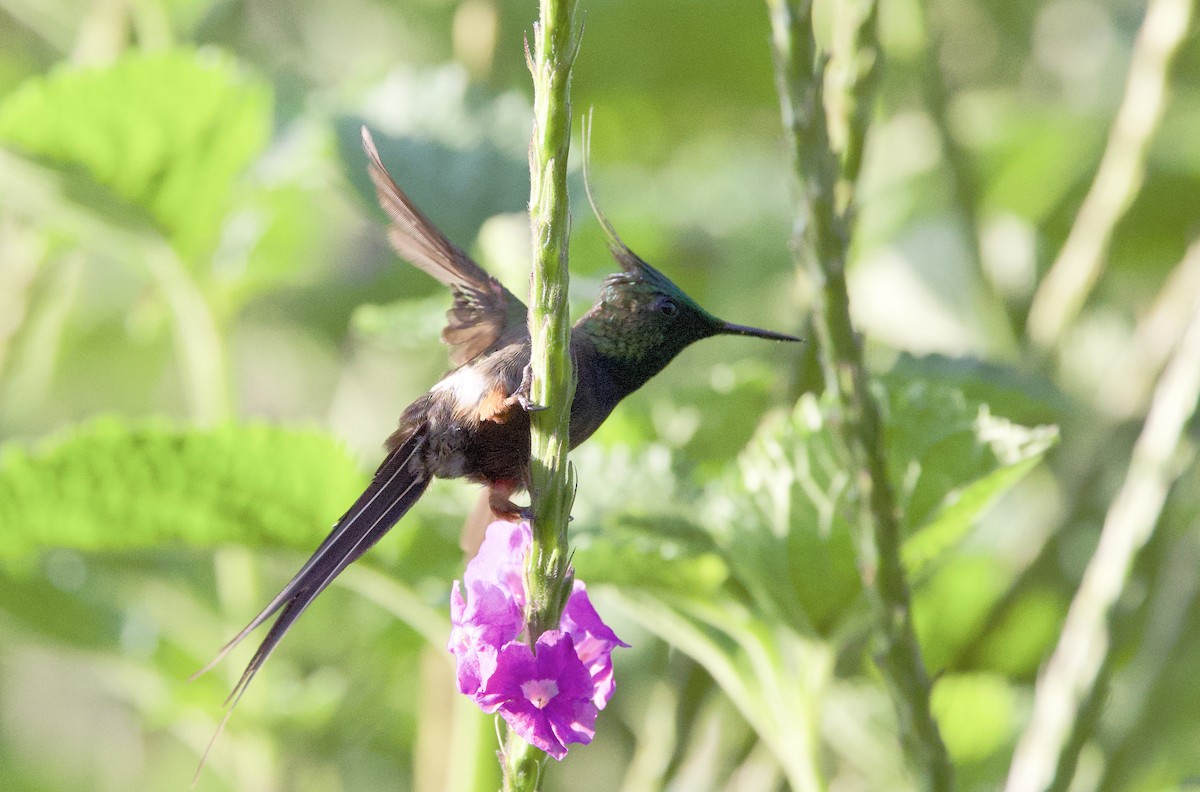 Tepeli Telkuyruk - ML646479607