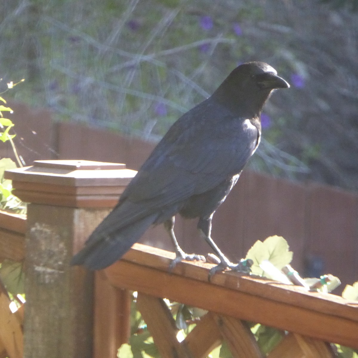 vrána americká - ML646479608