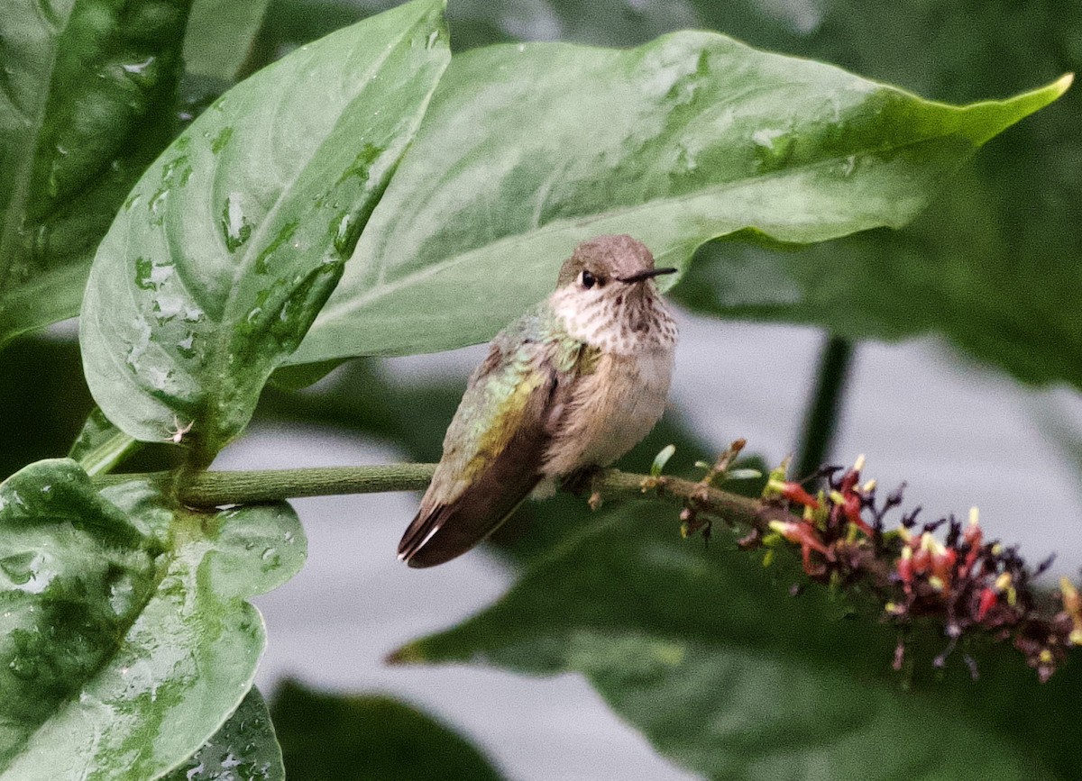Calliope Hummingbird - ML646479609