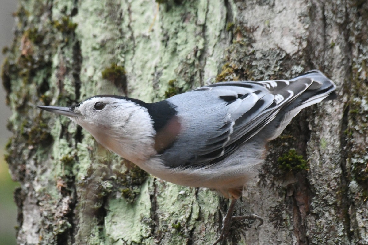 brhlík běloprsý - ML646479616