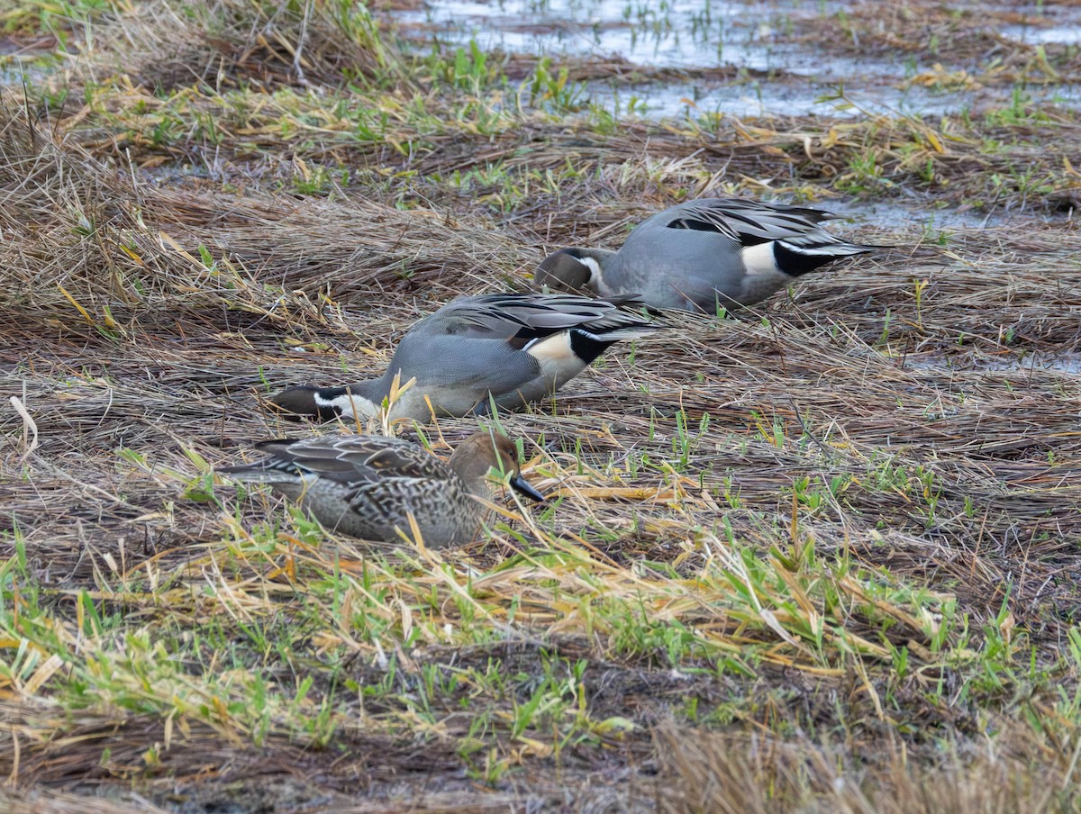 ostralka štíhlá - ML646479619